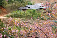 La flor To Day ilumina los paisajes de Mu Cang Chai
