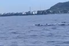 Una manada de delfines nada cerca de la isla de Ly Son, en la provincia de Quang Ngai. (Foto: Captura de pantalla del video)