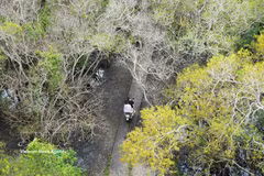 Bosque de manglares de Ru Cha se viste de otoño
