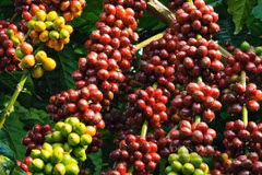 Conocimiento sobre el cultivo y procesamiento del café de Dak Lak, patrimonio cultural inmaterial de Vietnam