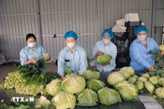 Envasado de verduras producidas mediante el proceso VietGap en la Cooperativa Agrícola Van Duc, Hanoi. (Foto: VNA)