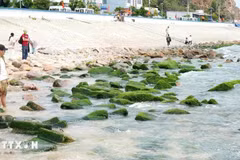 Turistas visitan la playa de rocas de musgo de Nhon Hai. (Foto: VNA)
