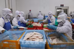 En la fábrica de procesamiento de pescado de la empresa GODACO. Foto: VNA 