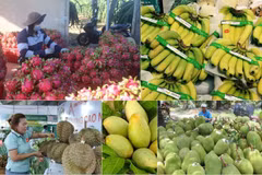El sector agrícola está ampliando cada vez más sus mercados de exportación. (Foto: Vietnam+)