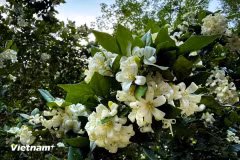 Laurel: flores delicadas y una fragancia pura