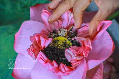 Arte del té de loto de Quang An mantiene vivo el patrimonio cultural de Hanoi