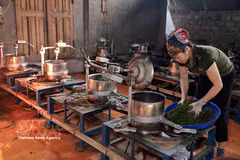 La Cooperativa de Productos Agrícolas Lien Minh, en el barrio de Vo Nhai, provincia de Thai Nguyen, ha contribuido a la generación de empleo estable para cientos de sus miembros. (Foto: VNA)