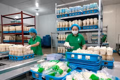 Kinoko Thanh Cao es una de las empresas líderes en la aplicación de tecnología digital en la producción agrícola en Hanoi. (Foto: VNA)