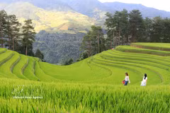 La belleza de los arrozales en terrazas de Mu Cang Chai