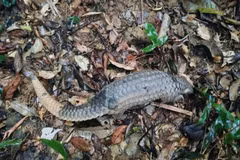 El pangolín de Java fue liberado de nuevo en su hábitat natural. (Foto: Centro de Rescate Animal)