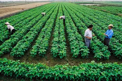 El desarrollo agrícola sostenible no puede prescindir del papel de las cooperativas. (Foto ilustrativa. Fuente: vneconomy.vn)