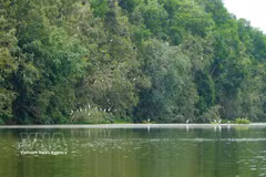La reserva ecológica de Dong Thap Muoi tiene una superficie de más de 106 hectáreas y se ampliará en otras 60 hectáreas. Foto: VNA