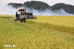 Cosecha de arroz (Foto ilustrativa. Fuente: VNA)