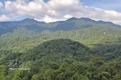 Invertir en bosques equivale a invertir en el futuro. (Foto: VNA)