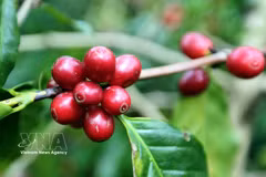 En los primeros nueve meses de 2026, Vietnam exportó unos 1,4 millones de toneladas de café por 6,54 mil millones de dólares, un 15,4% más en volumen, pero un 7,3% menos en valor interanual. (Foto: VNA)