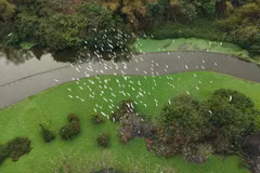 Thung Nham, paraíso de aves dentro del Patrimonio Mundial de Trang An