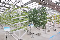 Modelo inteligente de cultivo y propagación de variedades vegetales en el Parque Nacional de Ciencia y Tecnología Agrícola de Jiansanjiang, provincia de Heilongjiang. (Foto: VNA)