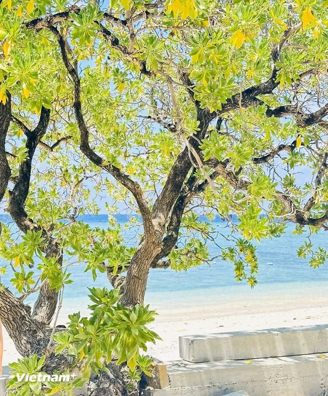 El árbol Phong ba tiene una forma suave y elegante, con curvas espectaculares en la dirección del viento y tronco muy fuerte. (Fuente: Vietnamplus)