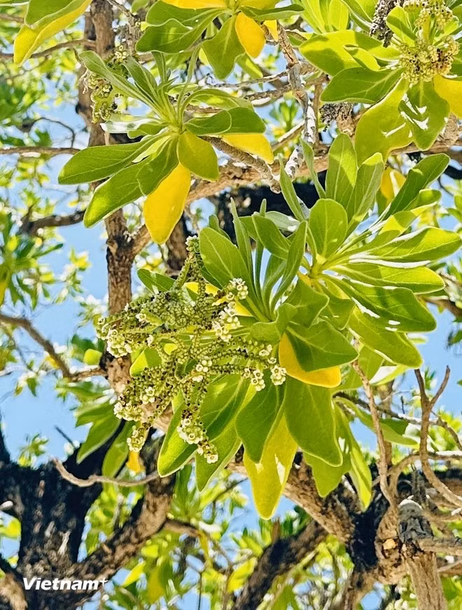 La corteza de Phong ba es rugosa, como evidencia de muchas dificultades de Truong Sa, así como la brisa salada del mar que lleva la salinidad. (Fuente: Vietnamplus)