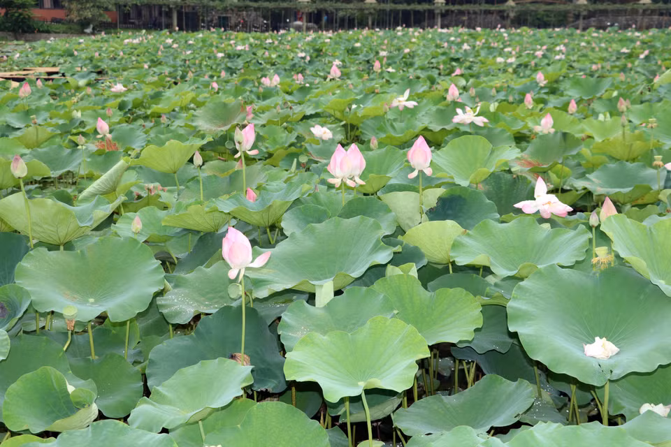 Las flores de loto "iluminan" el espacio. (Fuente: VNA)