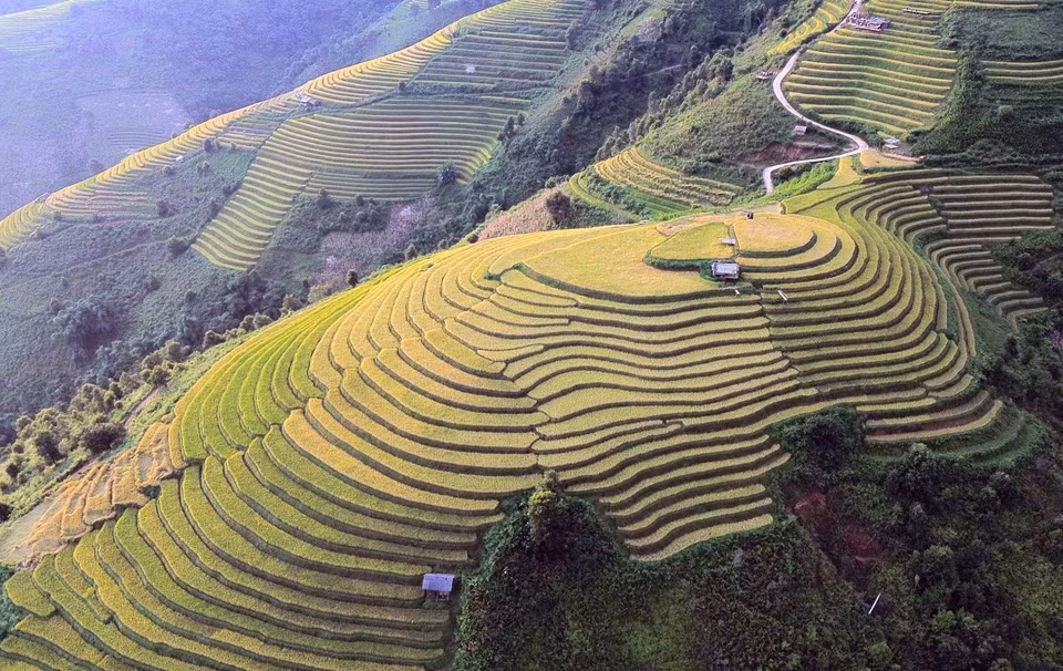 Los arrozales en terrazas durante la temporada de maduración en la comuna de Xim Vang parecen suaves tiras de seda dentro de un panorama poético. (Foto: VNA)