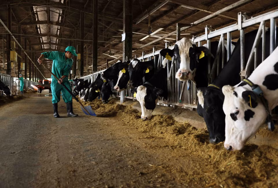 La granja lechera Binh Dinh, de la comuna de Nhon Tan, de la ciudad municipal de An Nhon, tiene mil vacas lecheras en proceso de cosecha, y cada mes proporciona cerca de 900 toneladas de leche fresca para el procesamiento de la empresa MTV. (Fuente: VNA)