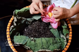 Los artesanos separan meticulosamente las semillas de loto del Lago del Oeste para preparar el té utilizando métodos tradicionales. El té de loto del Lago del Oeste es uno de los productos que se presentarán en el Festival de Bebidas de Hanoi 2026. (Foto: VNA)