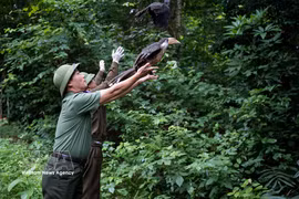 La liberación de los animales silvestres (Foto: VNA)