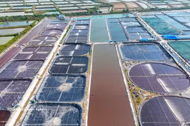 Zona de cultivo intensivo de camarones de la empresa Marisco Limpio de Vietnam (Foto: VNA)