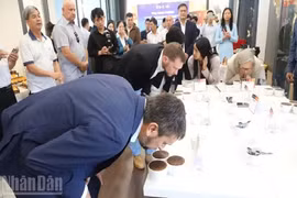 Los expertos internacionales disfrutan del café de especialidad de Dak Lak. (Foto: nhandan.vn) 