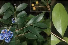 Sam cuong dai, una de las tres nuevas especies descubiertas recientemente en el Parque Nacional de Nui Chua (Fuente: Instituto de Biología Tropical) 