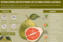 Vietnam exporta con éxito primer lote de pomelo fresco a australia