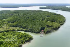 El bosque de manglares de Can Gio, un ecosistema crucial como sumidero de carbono, contribuye a la generación de créditos de carbono para el funcionamiento del mercado de carbono de Vietnam. (Foto: VNA)
