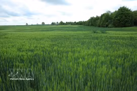Un campo de trigo verde en Meserburg, Sajonia-Anhalt (Alemania). (Foto: VNA)