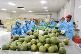 Procesamiento de pomelos para exportación en la fábrica Kim Thanh (comuna de Giao Long, provincia de Vinh Long). (Fuente: VNA)