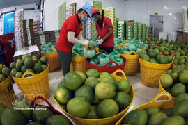 Tras ser lavados, los pomelos de piel verde se secan para su exportación en la fábrica del Grupo Vina T&T en la provincia de Vinh Long (Foto: VNA) 