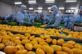 Procesamiento de productos agrícolas para la exportación por la empresa B'LaoFood. (Foto: VNA)