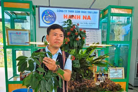 Ginseng Ngoc Linh está estrechamente vinculado al ecosistema forestal, el conocimiento indígena, la vida y los medios de subsistencia de las minorías étnicas de la región montañosa de Ngoc Linh. (Foto: chinhphu.vn)
