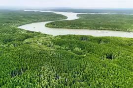 Desarrollo del bosques costeros promueve economía verde en Vietnam