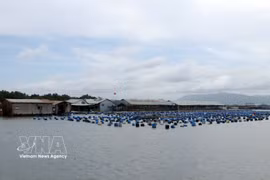 Las granjas de mariscos del río Rang (comuna de Long Son) se han modernizado y beneficiado enormemente de la transformación digital, utilizando la tecnología en la producción y la venta en línea. (Foto: VNA)